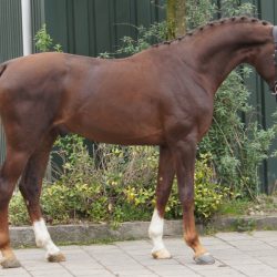 Paard afbeelding