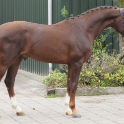 Paard afbeelding