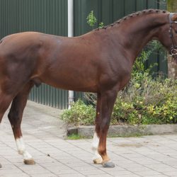 Paard afbeelding