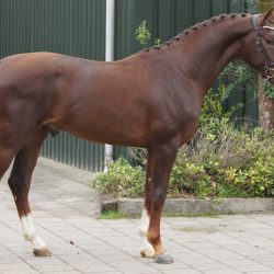 Paard afbeelding