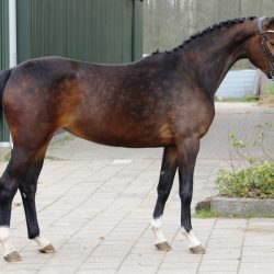 Paard afbeelding