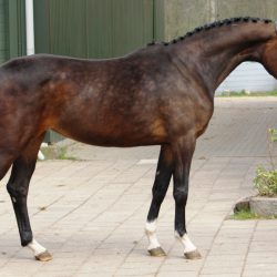 Paard afbeelding