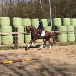 Paard afbeelding