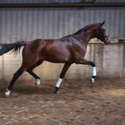 Paard afbeelding