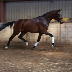 Paard afbeelding