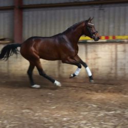 Paard afbeelding