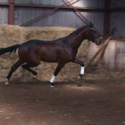 Paard afbeelding