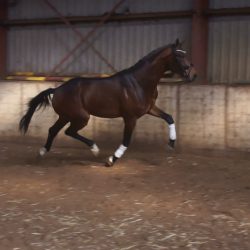 Paard afbeelding