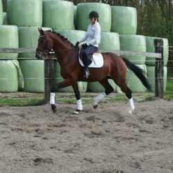 Paard afbeelding