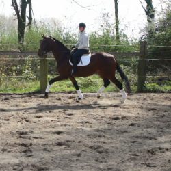 Paard afbeelding