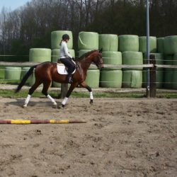 Paard afbeelding