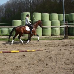 Paard afbeelding