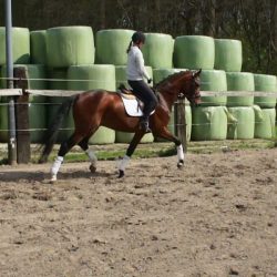 Paard afbeelding