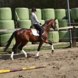 Paard afbeelding