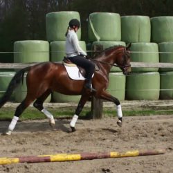 Paard afbeelding