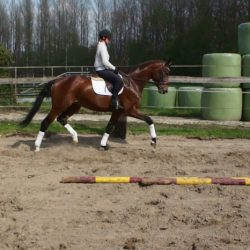 Paard afbeelding