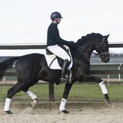 Paard afbeelding