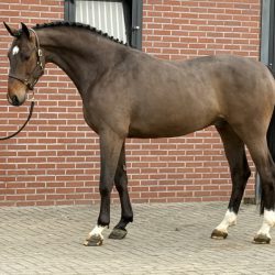 Olthof horses Paard afbeelding