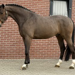 Olthof horses Paard afbeelding