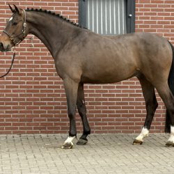Olthof horses Paard afbeelding