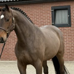 Olthof horses Paard afbeelding