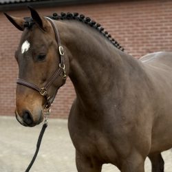 Olthof horses Paard afbeelding