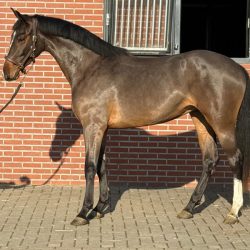 Paard afbeelding