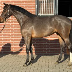 Paard afbeelding