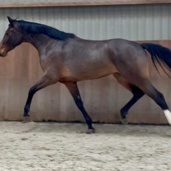 Paard afbeelding